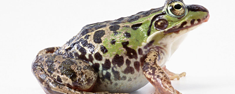 青蛙腐皮病怎么治 青蛙烂皮病的治疗方法