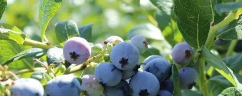 蓝莓大果好还是小果好，如何保存 蓝莓大果好还是小果好,如何保存好