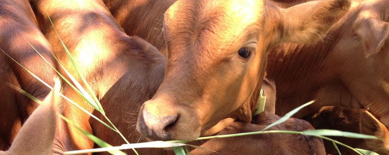 繁殖母牛一天喂多少料 繁殖母牛一天喂多少料最好