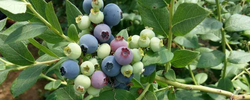 蓝莓的种植时间，适合什么环境种植 蓝莓的种植时间,适合什么环境种植好