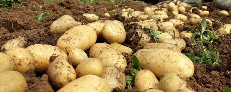 马铃薯生长条件，附种植方法 种植马铃薯的自然条件
