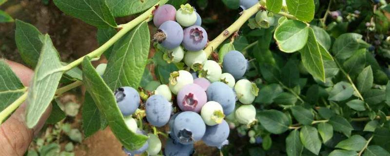 蓝莓北方能种植吗，附种植方法 蓝莓北方可以种植吗?