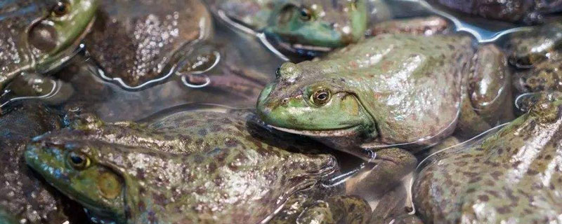 红烧牛蛙多久能熟 牛蛙多久能熟