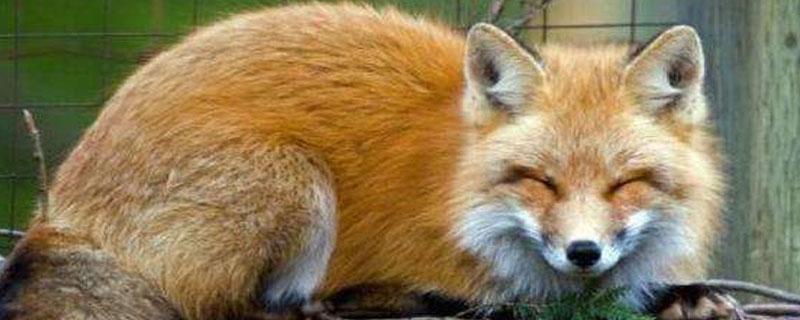 狐狸能不能在家养 狐狸可以家养吗