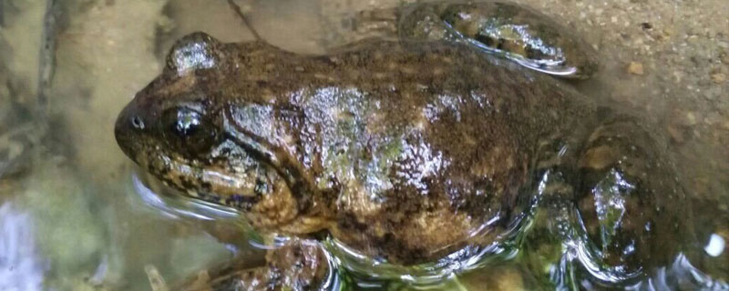 石蛙小蝌蚪吃什么料 石蛙蝌蚪吃什么