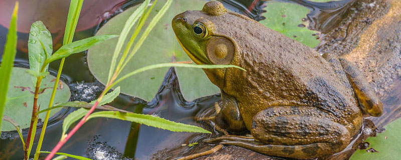 牛蛙和石蛙的区别 牛蛙和石蛙有什么区别