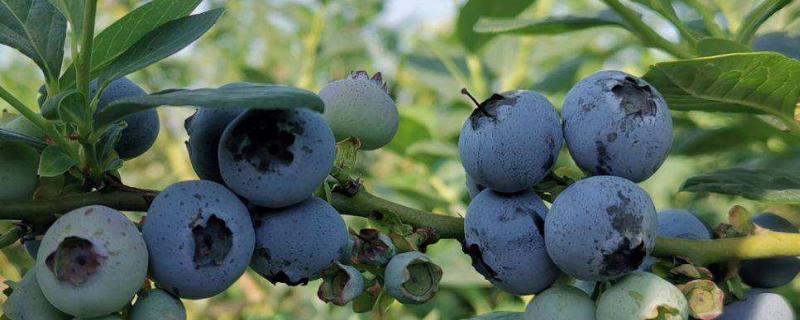 奥尼尔蓝莓特点介绍，附种植方法 奥尼尔蓝莓产量怎么样