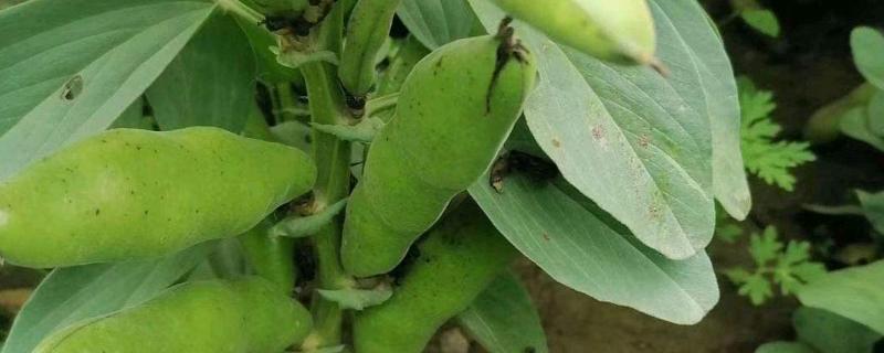 蚕豆如何种植，常见的病虫害有哪些 蚕豆如何种植,常见的病虫害有哪些呢