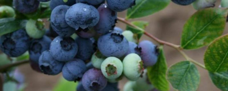 蓝莓产地在哪里，几月份成熟 蓝莓出产季节