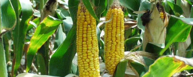 强育513玉米种简介，适合哪里种植，产量如何