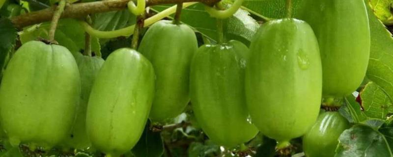 软枣猕猴桃的缺点，附种植方法（软枣猕猴桃怎么样?）