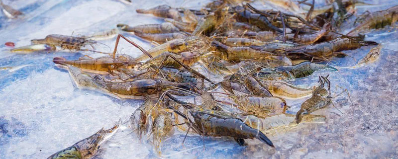 河虾和海虾的区别 河虾和海虾的区别及营养价值