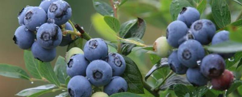 蓝莓的生长过程，可以盆栽种植吗（蓝莓的生长过程,可以盆栽种植吗为什么）
