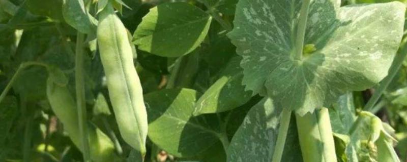蚕豆种植时间和技术 蚕豆生长周期，附种植方法