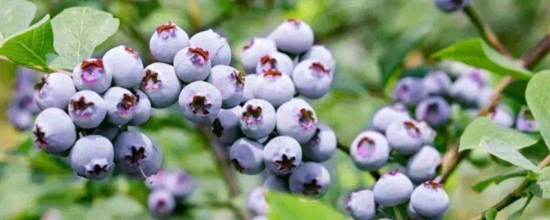 蓝莓生长周期,蓝莓种几年能结果呢 蓝莓生长周期，蓝莓种几年能结果