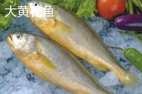 大黄花鱼和小黄花鱼有什么区别