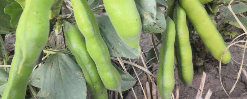 蚕豆的种植方法,种植前要泡多久才能种植 蚕豆的种植方法，种植前要泡多久