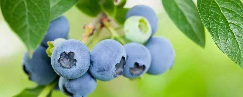 蓝莓上的白霜是什么，蓝莓的保质期有多久