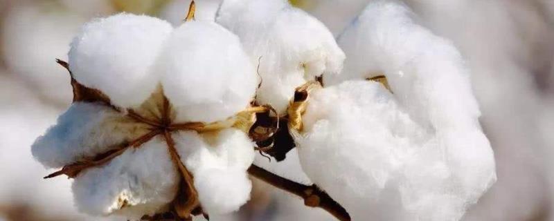 转基因抗虫棉的利用属于什么防治，转基因抗虫棉的培育过程