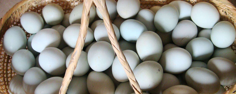 白凤乌鸡蛋和普通鸡蛋的区别 乌鸡蛋和普通鸡蛋的区别