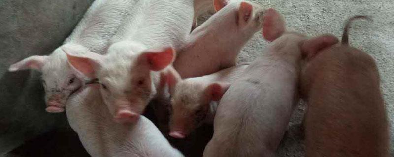 非洲猪瘟小猪啥症状 非洲猪瘟的小猪症状