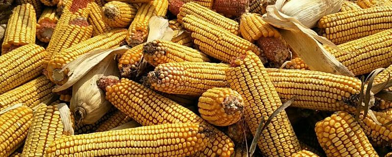 迪卡c2235玉米种子积温是多少，附简介 迪卡2935玉米种子积温多少