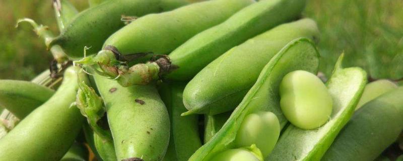 蚕豆适合什么土壤种植，附种植方法 蚕豆适合种植在哪种土壤