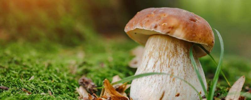 蘑菇的种殖方法 蘑菇是什么生殖，附种植方法