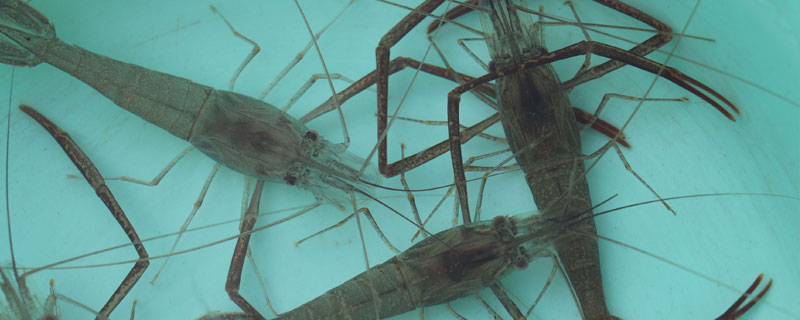 河虾的寿命多长时间 河虾能活多少年