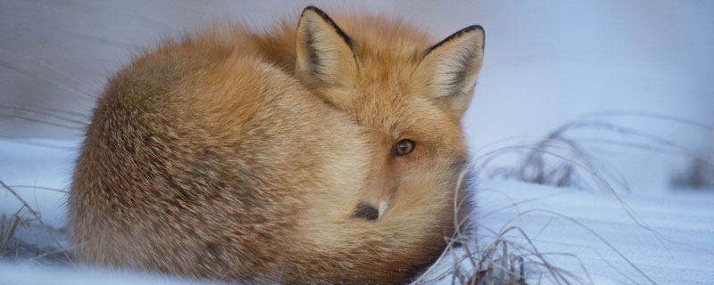狐狸能吃人吃的食物吗 狐狸吃人吗