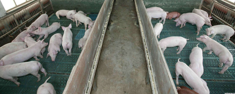 猪得了非洲猪瘟的症状是什么样的 猪得了非洲猪瘟的症状