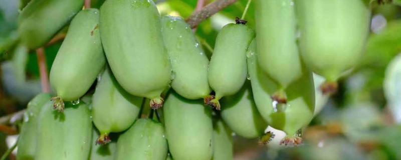 软枣猕猴桃几年结果，一般几月份成熟