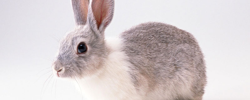 野兔养殖要办什么手续 野兔如何养殖