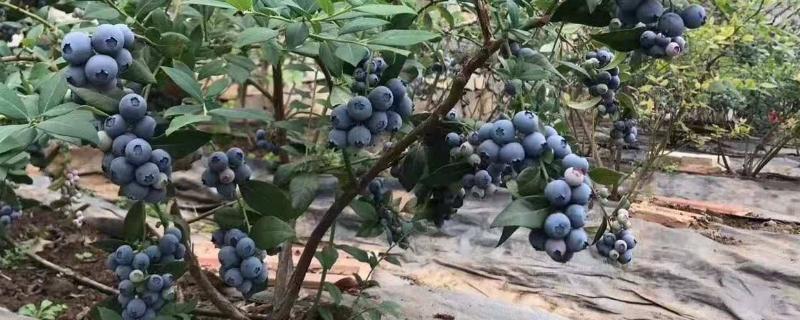 蓝莓新品种云雀和法新（云雀蓝莓苗介绍五六年）