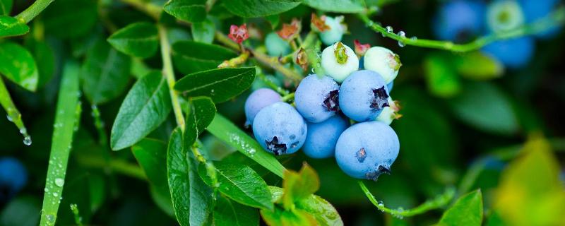 蓝莓保存时间和方法，蓝莓如何挑选（蓝莓的保存时间）