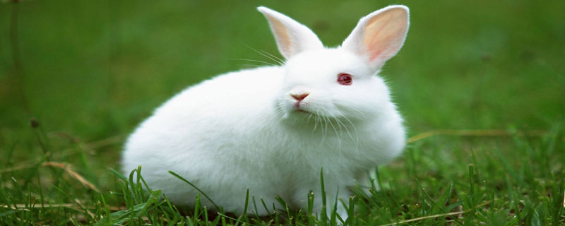 野兔可以养吗 野兔子能家养吗