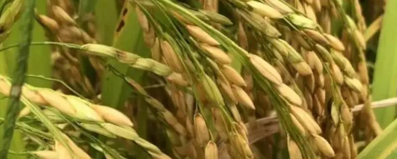 龙粳3007水稻品种介绍 龙粳3007水稻品种简介