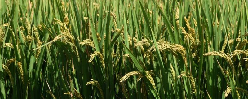 播种范围广的是水稻还是小麦，播种的类型