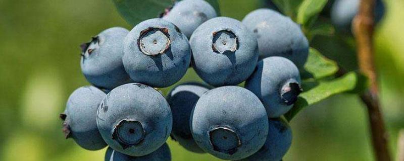 蓝莓原产地,蓝莓种植几年结果子 蓝莓原产地，蓝莓种植几年结果