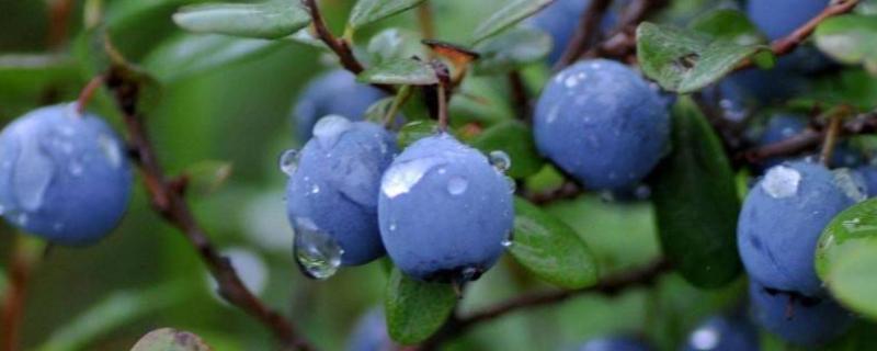三年的蓝莓能结果吗什么时候结果 蓝莓几年可以结果