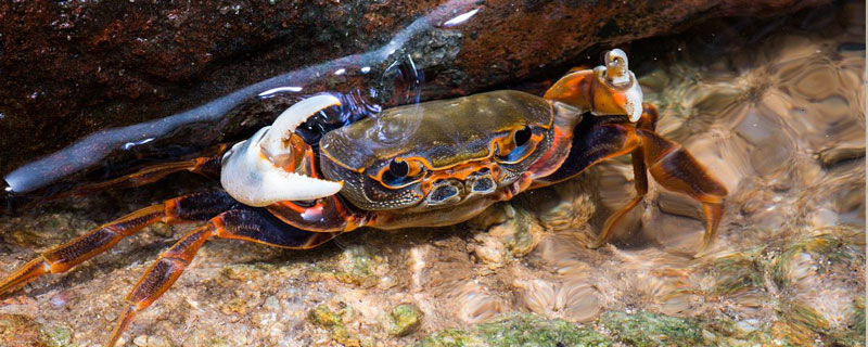 螃蟹能放多久 煮熟的螃蟹能放多久