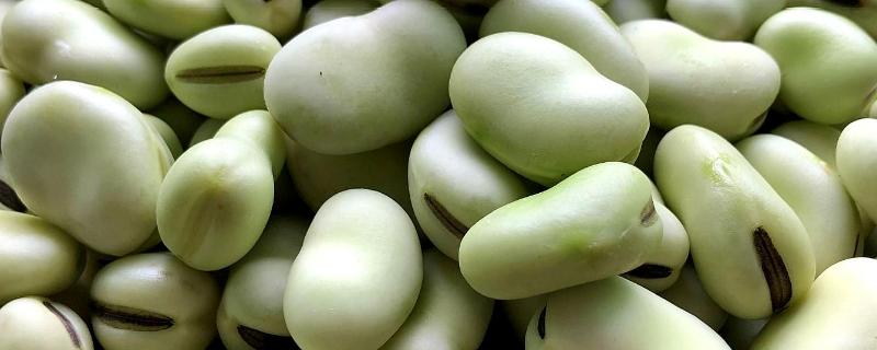 蚕豆属于豆制品么，蚕豆就是兰花豆吗