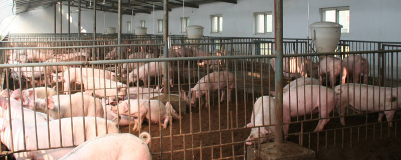 养猪场的消毒方法 养猪场怎么消毒