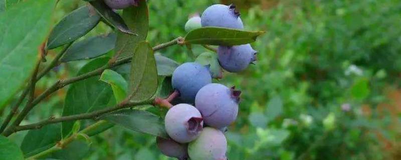蓝莓属于哪类水果,产地在哪里呢 蓝莓属于哪类水果，产地在哪里