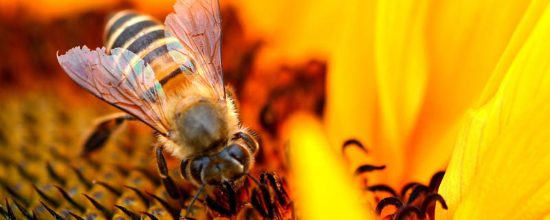 中蜜蜂毒该如何解毒 蜜蜂中毒了怎么解毒