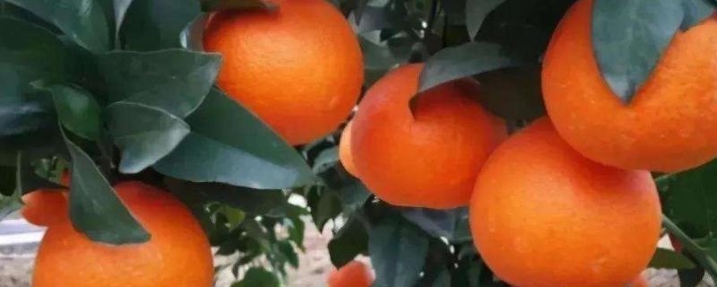 柑橘影响最大的因素，柑橘种几年可以结果