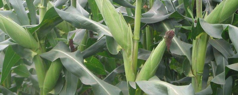 玉米的生活环境，附种植方法 玉米的生长环境