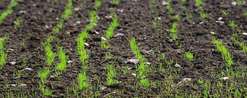 小麦几月份播种，播种深度为多少合适