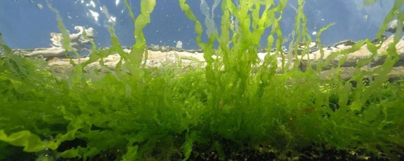 蓝藻现象是因为什么的大量排放，蓝藻和绿藻的区别