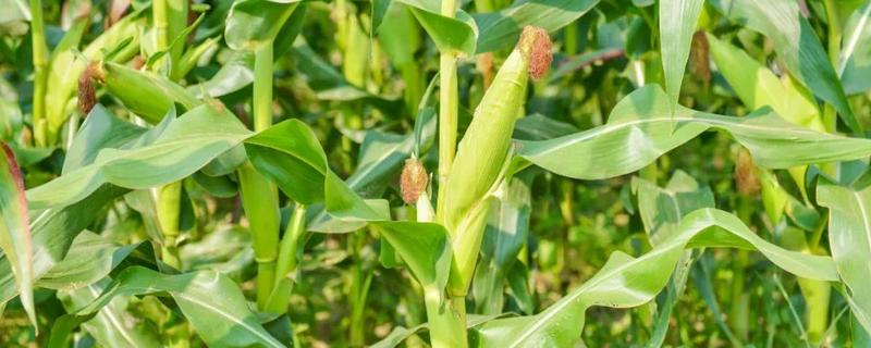 强育hj11玉米种子 强育H1111玉米特征特性，附简介